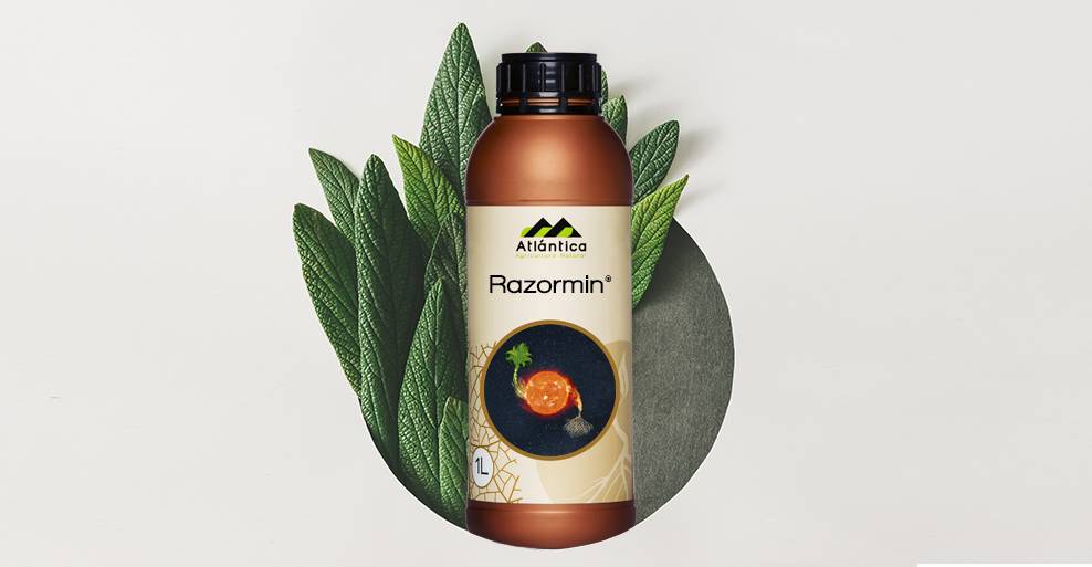 razormin|strawberry-bushes-2241401_960_720|cabbage-2633033_960_720